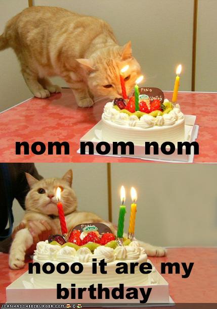 funny-pictures-cat-wants-his-birthday-cake1.jpg